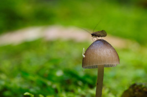 bug on mushroom image