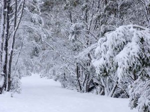 winter snow image from 2007